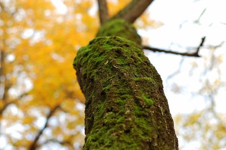 Treeの写真素材