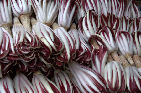 Red chicory