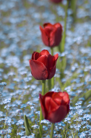Red tulips between Forget-Me-Not flowersの写真素材