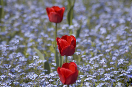 Red tulips between Forget-Me-Not flowersの写真素材