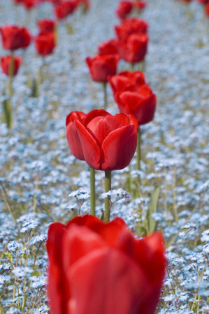 Red tulips on a cloudy backgroundの写真素材