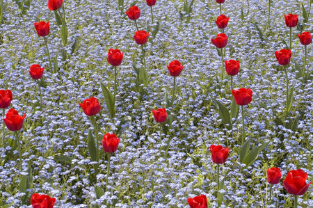 Red tulips between Forget-Me-Not flowersの写真素材