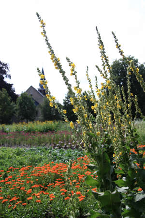 Herb garden in Postel (Belgium)の写真素材