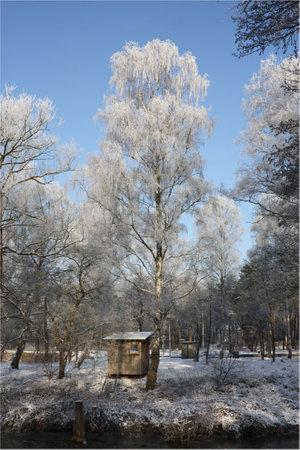 birch tree in winter time against a blue skyの写真素材