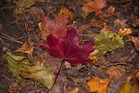 Last fall of autumnの写真素材