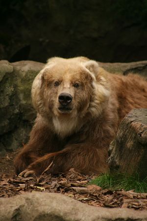 Kodiak Bearの写真素材