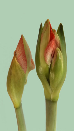 Two red amaryllis bud before blooming Hippeastrumの写真素材
