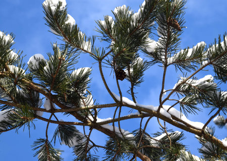 Snowy pine cone and pine under the blue sky