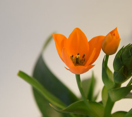 Orange Ornithogalum, Star of Bethlehemの写真素材