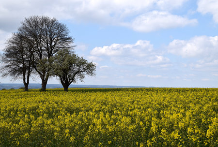 Canola field landscapeの写真素材