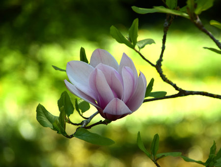 White-pink magnolia bloom in natureの写真素材