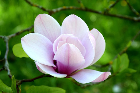 White-pink magnolia bloom in natureの写真素材