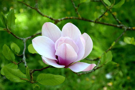White-pink magnolia bloom in natureの写真素材
