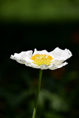 Arctomecon merriamii, white poppy macroの写真素材