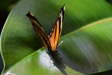 Danaus Chrysippus, plain tiger butterfly on a green leaf