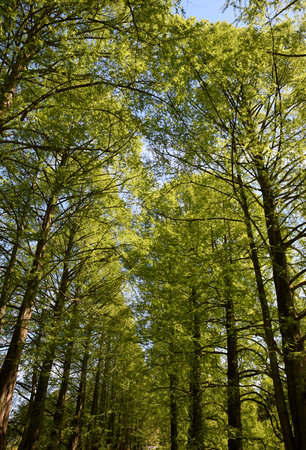 Park way sighs trees on springの写真素材