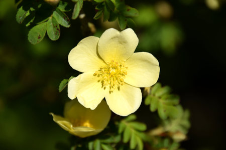Yellow rose macro, Rosa xanthineの写真素材