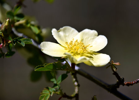 Yellow rose macro, Rosa xanthineの写真素材