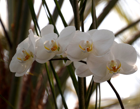 White orchid phalenopsisの写真素材
