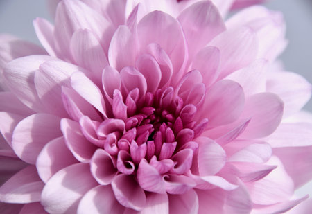 Purple Chrysantemumの写真素材