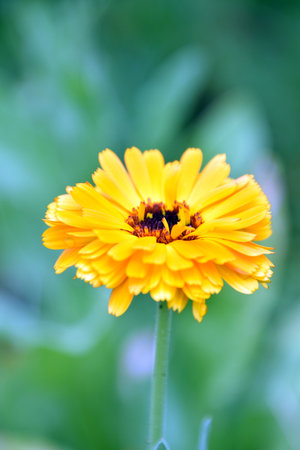 Yellow Calendula, Marigoldの写真素材
