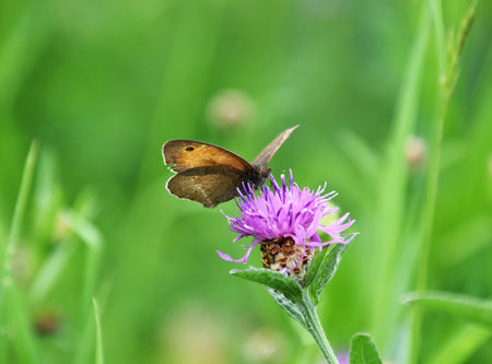 Butterfly on purple wildflower