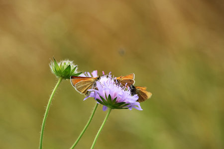 Butterfly on purple wildflower