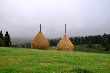 Straw bales in the field, in a foggy summer morning