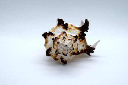 White-brown seashell against a white background