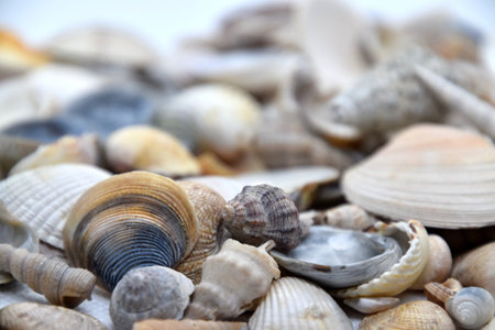 Several sea shells background