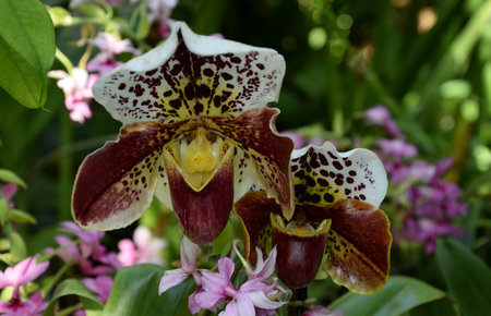 Venus` Slipper, Paphiopedilum orchid purpurascensの写真素材