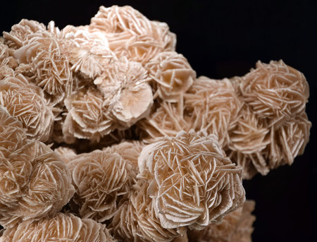 Desert rose crystal close-up on a black background