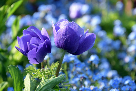 Anemone coronaria, two purple springflowersの写真素材