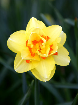 Yellow narcissus close-upの写真素材