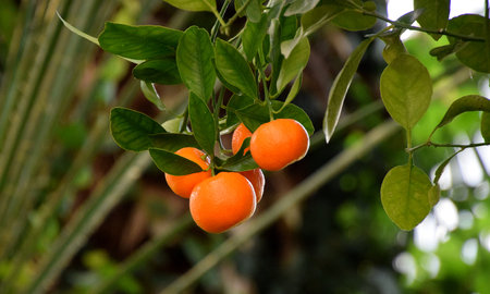Calamondin fruits on tree, Citrofurunella microcarpaの写真素材