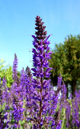 Purple Stachys close-up in nature, concrete medicine herbalの写真素材