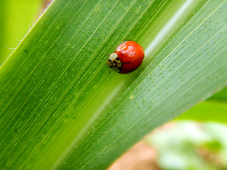 Red Ladybird on a green leafの写真素材