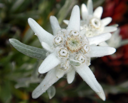 Leontopodium nivale, edelweiss mountain flower macroの写真素材