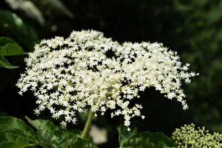 Sambucus nigra, European elderberry bloom close-up