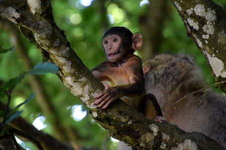 Young Barbary macaque (Macaca sylvanus) climbing on the tree, female monkey behind