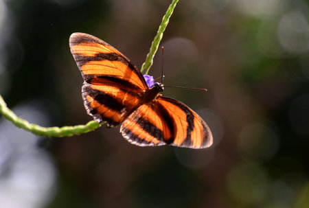 Beautiful Heliconius ismenius butterfly, brown Eueides isabella butterfly macro