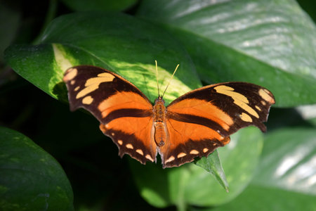 Orange-brown butterfly on green leaf with opened wings