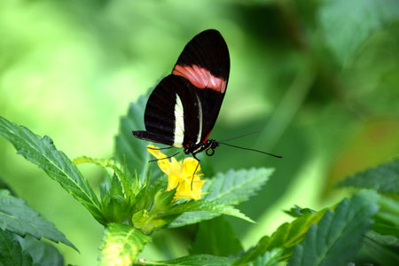 Heliconius erato butterfly, red postman on yellow tropical flower