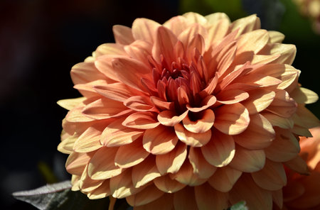 Dahlia flowers blooming, close-up in natureの写真素材