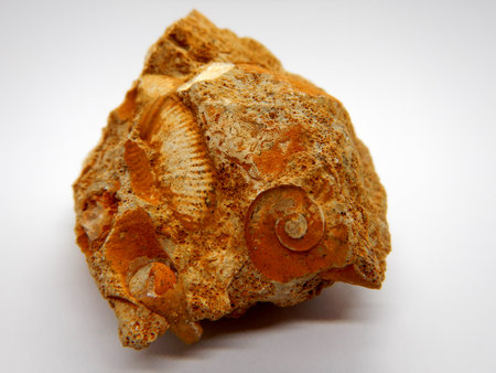 Small Shells preserved on rock, shell fossil rockの写真素材