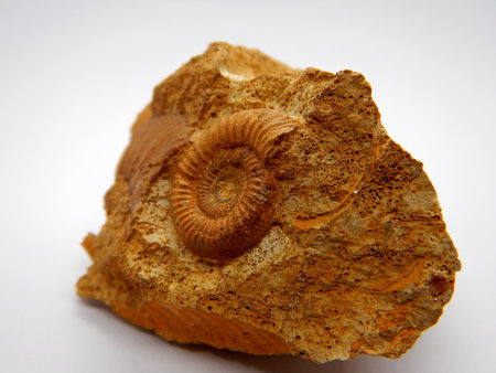 Small ammonite shell preserved on rockの写真素材