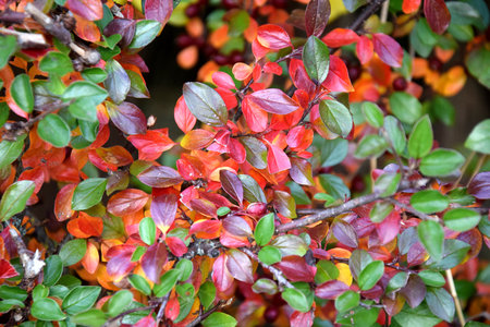 Autumn colors, colorful leaves on branchの写真素材