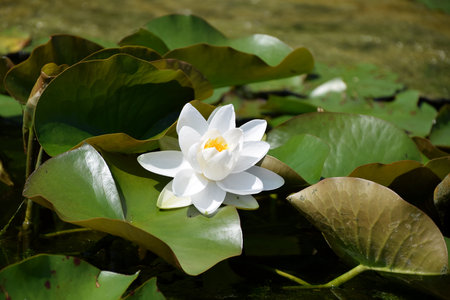 White Waterlily Nymphaea 'Walter Pagels'の写真素材