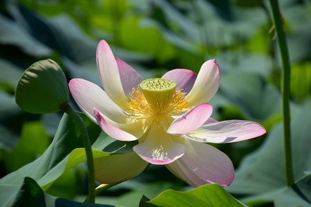 Nelumbo nucifera, Indian lotus bloomの写真素材