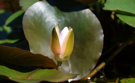 White Waterlily bulb, nymphaeaの写真素材